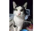 Gigi, Domestic Shorthair For Adoption In New York, New York