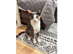 Kaylie, Domestic Shorthair For Adoption In Palatine, Illinois