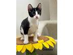 Cowboy, Domestic Shorthair For Adoption In Goodyear, Arizona