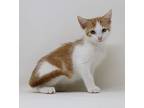 Sienna Is A Ray Of Sunshine Ev, Turkish Van For Adoption In South Salem