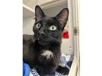 Helmet, Domestic Shorthair For Adoption In Middle Village, New York