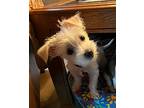 Harper, Terrier (unknown Type, Small) For Adoption In Gig Harbor, Washington