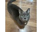 York, Russian Blue For Adoption In Charlotte, North Carolina