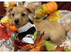 Rusty, Norfolk Terrier For Adoption In Foster, Oregon