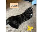 Fawn, Domestic Shorthair For Adoption In Hamilton, New Jersey