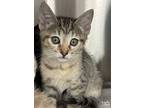 Phantom, Domestic Shorthair For Adoption In Washington, District Of Columbia