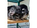 Cassia & Clover, Chinchilla For Adoption In Novato, California