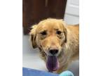 Buttercup, Golden Retriever For Adoption In Aurora, Indiana