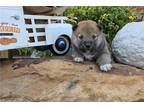 Shiba Inu Puppy for sale in Tulsa, OK, USA