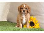 Cavalier King Charles Spaniel Puppy for sale in Canton, OH, USA