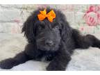 Goldendoodle Puppy for sale in Oklahoma City, OK, USA