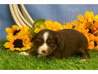 Miniature Australian Shepherd Puppy for sale in Springfield, MO, USA