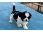 Shih Tzu Puppy for sale in Fort Worth, TX, USA