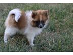 Pomeranian Puppy for sale in Bloomington, IN, USA