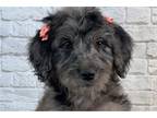 Goldendoodle Puppy for sale in Oklahoma City, OK, USA