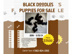 Golden Mountain Doodle PUPPY FOR SALE ADN-827133 - Black Doodle Puppies