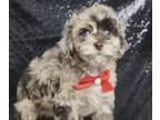 Schnoodle (Miniature) PUPPY FOR SALE ADN-827254 - Adorable Schnoodles ready for