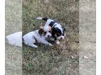 Cavachon-Cavalier King Charles Spaniel Mix PUPPY FOR SALE ADN-827263 - sweet