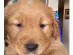 Golden Retriever PUPPY FOR SALE ADN-827388 - GOLDEN RETRIEVER PUPPY purebred Fem