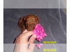 Poodle (Toy) PUPPY FOR SALE ADN-827307 - Poodle Puppy Male Red Purebred