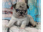 Pug PUPPY FOR SALE ADN-827233 - AKCACA Pug Puppy Vet checked Dna tested Parents