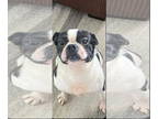 Boston Terrier DOG FOR ADOPTION RGADN-1364367 - Aster - Boston Terrier Dog For