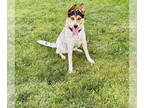 Collie Mix DOG FOR ADOPTION RGADN-1359679 - Beck - Australian Cattle Dog/Blue