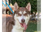 Mix DOG FOR ADOPTION RGADN-1362223 - Hubert - Husky Dog For Adoption