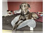 Great Dane-Weimaraner Mix DOG FOR ADOPTION RGADN-1362484 - Audrey - Great Dane /