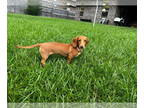 Dachshund DOG FOR ADOPTION RGADN-1362491 - Salsicha "Sasha" - Dachshund Dog For