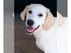 Great Pyrenees Mix DOG FOR ADOPTION RGADN-1362495 - Bindi - Great Pyrenees /