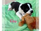 Pointer Mix DOG FOR ADOPTION RGADN-1362532 - Elsa - English Pointer / Hound /