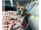 Boston Terrier DOG FOR ADOPTION RGADN-1362558 - Zara - Boston Terrier (short