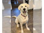 Great Pyrenees DOG FOR ADOPTION RGADN-1362563 - Triscuit - Great Pyrenees Dog