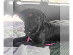 Neapolitan Mastiff DOG FOR ADOPTION RGADN-1362626 - Natale - Neapolitan Mastiff