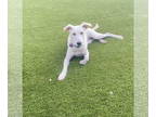 Whippet Mix DOG FOR ADOPTION RGADN-1362628 - Aster - Whippet / Mixed (short