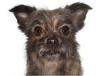 Affen Tzu DOG FOR ADOPTION RGADN-1362644 - General - Affenpinscher / Shih Tzu /