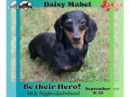 Dachshund DOG FOR ADOPTION RGADN-1362732 - Daisy Mabel - Dachshund (short coat)