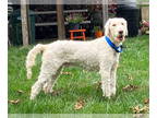 Golden Retriever DOG FOR ADOPTION RGADN-1362792 - Bradley - Golden Retriever Dog