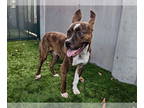 Boxer Mix DOG FOR ADOPTION RGADN-1363084 - AANG - Boxer / Mixed (medium coat)