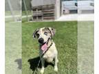 Catahoula Leopard Dog Mix DOG FOR ADOPTION RGADN-1363520 - BEETHOVEN - Catahoula