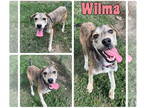 Spaniel Mix DOG FOR ADOPTION RGADN-1363534 - Wilma - Shepherd / Spaniel / Mixed