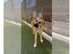 Anatolian Shepherd Mix DOG FOR ADOPTION RGADN-1363637 - *CLEO - Anatolian