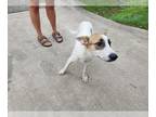 Rat Terrier Mix DOG FOR ADOPTION RGADN-1363672 - CALIFORNIA - Rat Terrier /