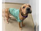 Chinese Shar-Pei Mix DOG FOR ADOPTION RGADN-1363698 - MACK - Chinese Shar-Pei /