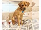 Chiweenie DOG FOR ADOPTION RGADN-1363699 - Maybelline *Arriving 9/21* -