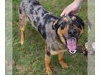 Catahoula Leopard Dog DOG FOR ADOPTION RGADN-1363814 - LEE - Catahoula Leopard