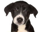 Labrador Retriever Mix DOG FOR ADOPTION RGADN-1363900 - Ali - Shepherd /