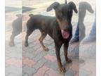 Doberman Pinscher DOG FOR ADOPTION RGADN-1364015 - KOBE - Doberman Pinscher