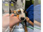 Bull Terrier DOG FOR ADOPTION RGADN-1364021 - Wrenlee - Bull Terrier Dog For